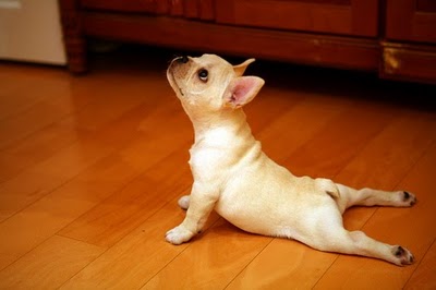 Awaken the Animal – 7 Basic Yoga Stretches You Should Do Every Morning